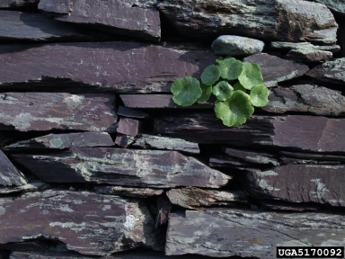 pennywort, Umbilicus rupestris  (Rosales: Crassulaceae) - 5170092