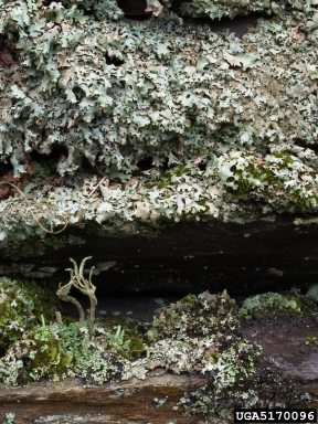lichen,    - 5170096