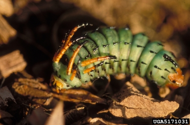 hickory horned devil, Citheronia regalis  (Lepidoptera: Saturniidae) - 5171031