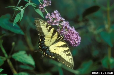eastern tiger swallowtail, Papilio glaucus  (Lepidoptera: Papilionidae) - 5171040