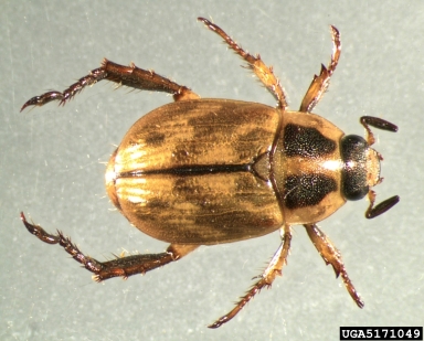 oriental beetle, Anomala orientalis  (Coleoptera: Scarabaeidae) - 5171049
