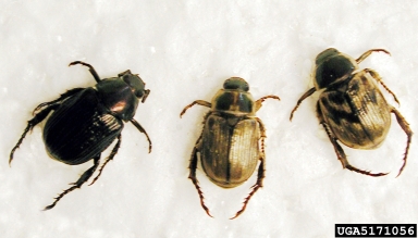 oriental beetle, Anomala orientalis  (Coleoptera: Scarabaeidae) - 5171056