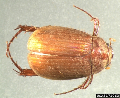 Asiatic garden beetle, Maladera castanea  (Coleoptera: Scarabaeidae) - 5171063