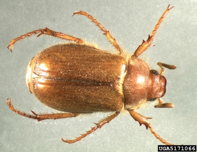 European chafer, Amphimallon majale  (Coleoptera: Scarabaeidae) - 5171066
