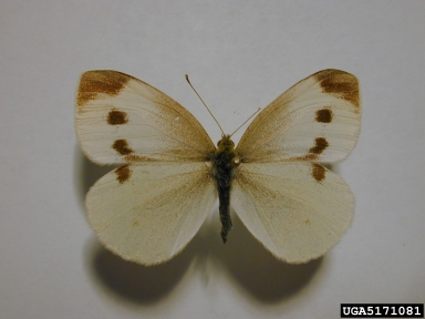 cabbage white, Pieris rapae  (Lepidoptera: Pieridae) - 5171081