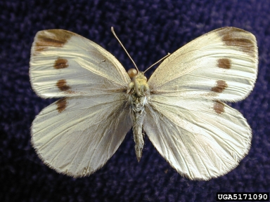 cabbage white, Pieris rapae  (Lepidoptera: Pieridae) - 5171090