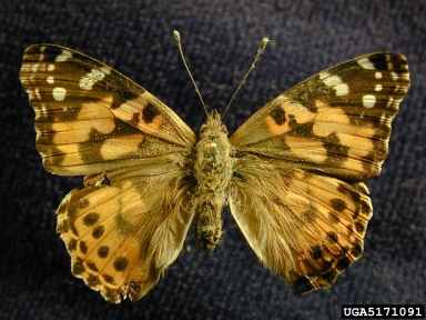 painted lady butterfly, Vanessa cardui  (Lepidoptera: Nymphalidae) - 5171091