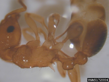tramp ant, Tetramorium bicarinatum  (Hymenoptera: Formicidae) - 5172004