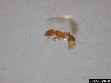 ant, Cardiocondyla venustula  (Hymenoptera: Formicidae) - 5172010