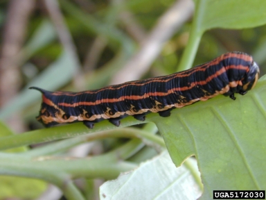 sweetpotato hornworm, Agrius cingulata  (Lepidoptera: Sphingidae) - 5172030