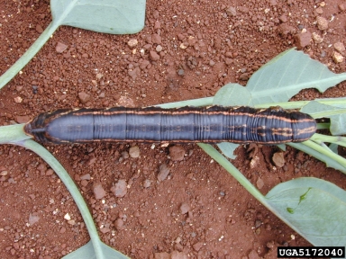 sweetpotato hornworm (Agrius cingulata ) on tobacco (Nicotiana spp. ) - 5172040