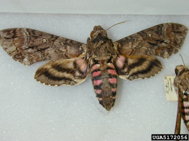 sweetpotato hornworm, Agrius cingulata  (Lepidoptera: Sphingidae) - 5172056