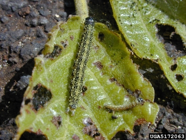 kou leafworm, Ethmia nigroapicella  (Lepidoptera: Ethmiidae) - 5172063