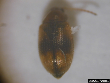 flea beetles, Epitrix spp.  (Coleoptera: Chrysomelidae) - 5172081