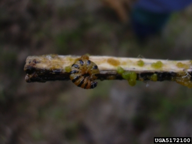 prickly pear moth (Cactoblastis cactorum ) on tuna cactus (Opuntia ficus-indica ) - 5172100