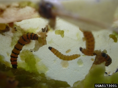 prickly pear moth (Cactoblastis cactorum ) on tuna cactus (Opuntia ficus-indica ) - 5173001
