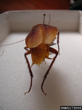 American cockroach, Periplaneta americana  (Blattodea: Blattidae) - 5173006