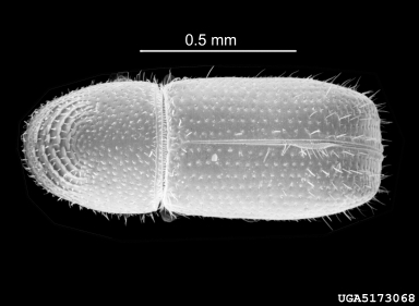 bark beetle, Pityophthorus lautus  (Coleoptera: Curculionidae) - 5173068