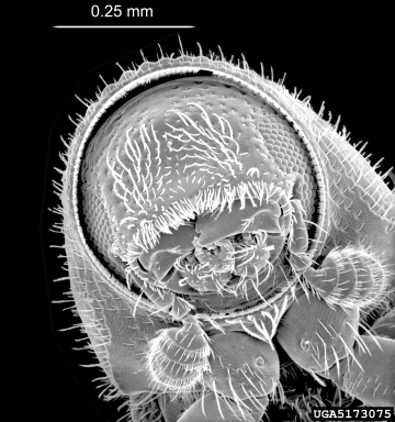 bark beetle, Pityophthorus pulicarius  (Coleoptera: Curculionidae) - 5173075
