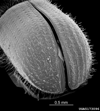 European shot-hole borer, Xyleborus dispar  (Coleoptera: Curculionidae) - 5173096