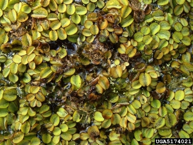 salvinia stem borer/waterlettuce moth (Samea multiplicalis ) on water fern (Salvinia minima ) - 5174021