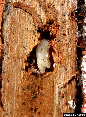 six-spined engraver beetle (Ips sexdentatus ) on larch (Larix spp. ) - 5174040