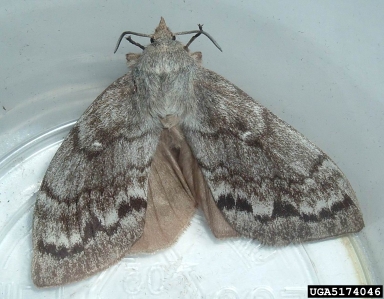 Siberian moth, Dendrolimus sibiricus  (Lepidoptera: Lasiocampidae) - 5174046