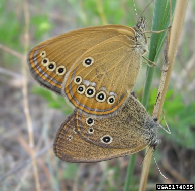 false ringlet, Coenonympha oedippus  (Lepidoptera: Nymphalidae) - 5174055