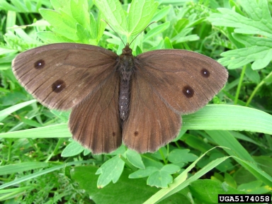 dryad, Minois dryas  (Lepidoptera: Nymphalidae) - 5174058