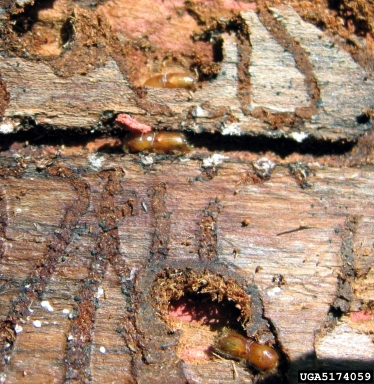 six-spined engraver beetle (Ips sexdentatus ) on larch (Larix spp. ) - 5174059