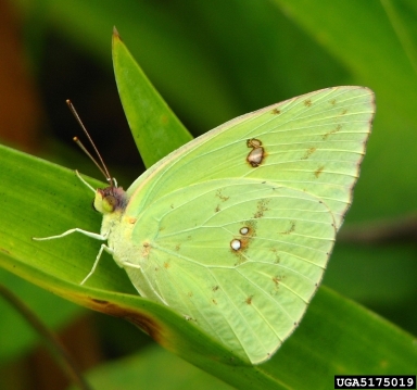 cloudless sulphur, Phoebis sennae  (Lepidoptera: Pieridae) - 5175019