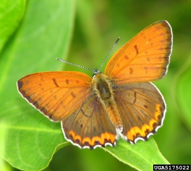 Bronze Copper, Lycaena hyllus  (Lepidoptera: Lycaenidae) - 5175022