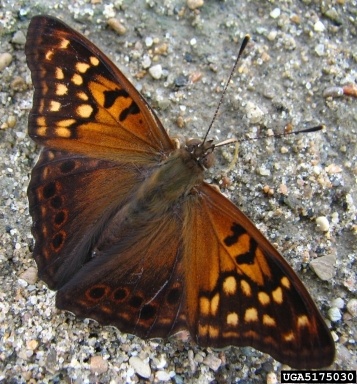 tawny emperor, Asterocampa clyton  (Lepidoptera: Nymphalidae) - 5175030