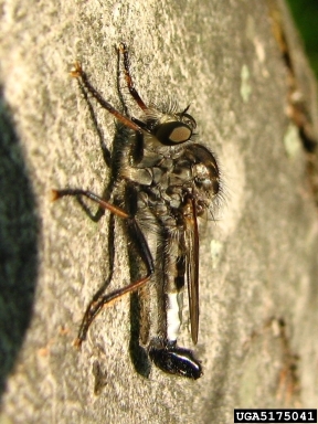 robber flies, Efferia spp.  (Diptera: Asilidae) - 5175041
