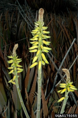 Barbados aloe, Aloe vera  (Liliales: Aloaceae) - 5175055