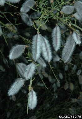 striated broom, Cytisus striatus  (Fabales: Fabaceae (Leguminosae)) - 5175079