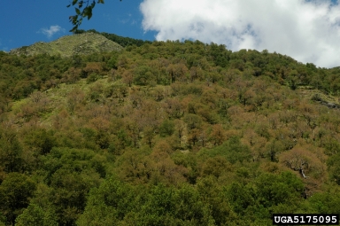 roble beech, Nothofagus obliqua  (Fagales: Fagaceae) - 5175095
