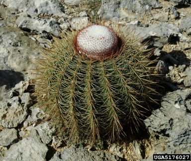 melocactus, Melocactus spp.  (Caryophyllales: Cactaceae) - 5176027