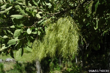 mistletoe (Misodendrum linearifolium ) on rauli (Nothofagus alpina ) - 5176030