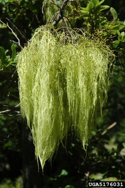 mistletoe (Misodendrum linearifolium ) on rauli (Nothofagus alpina ) - 5176031