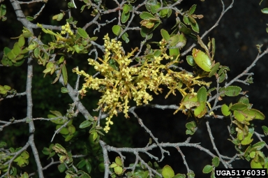 mistletoe (Misodendrum punctulatum ) on cohiue (Nothofagus dombeyi ) - 5176035