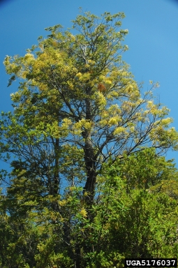 mistletoe (Misodendrum punctulatum ) on cohiue (Nothofagus dombeyi ) - 5176037