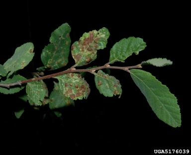 foliar nematode (Subanguina chilensis ) on roble beech (Nothofagus obliqua ) - 5176039