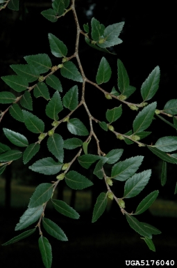 roble beech, Nothofagus obliqua  (Fagales: Fagaceae) - 5176040