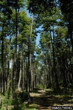 roble beech, Nothofagus obliqua  (Fagales: Fagaceae) - 5176041
