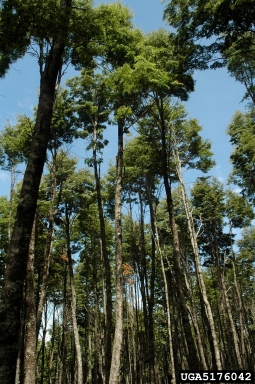 roble beech, Nothofagus obliqua  (Fagales: Fagaceae) - 5176042