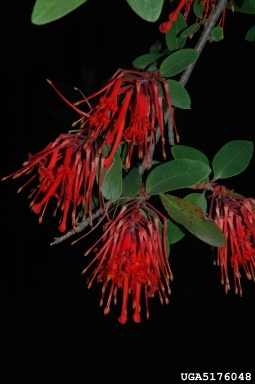 Chilean fire bush, Embothrium coccineum  (Proteales: Proteaceae) - 5176048