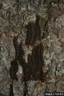 spiny caterpillar (Ormiscodes cinnamomea ) on roble beech (Nothofagus obliqua ) - 5176055