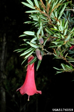 coicopihue, Philesia magellanica  (Liliales: Smilacaceae) - 5176059