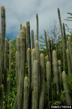 candle cactus, Pilosocereus lanuginosus  (Caryophyllales: Cactaceae) - 5176064